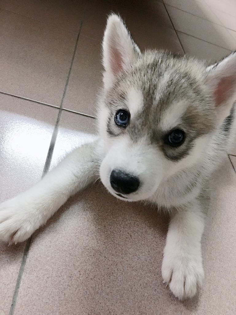 how do you cool down a husky