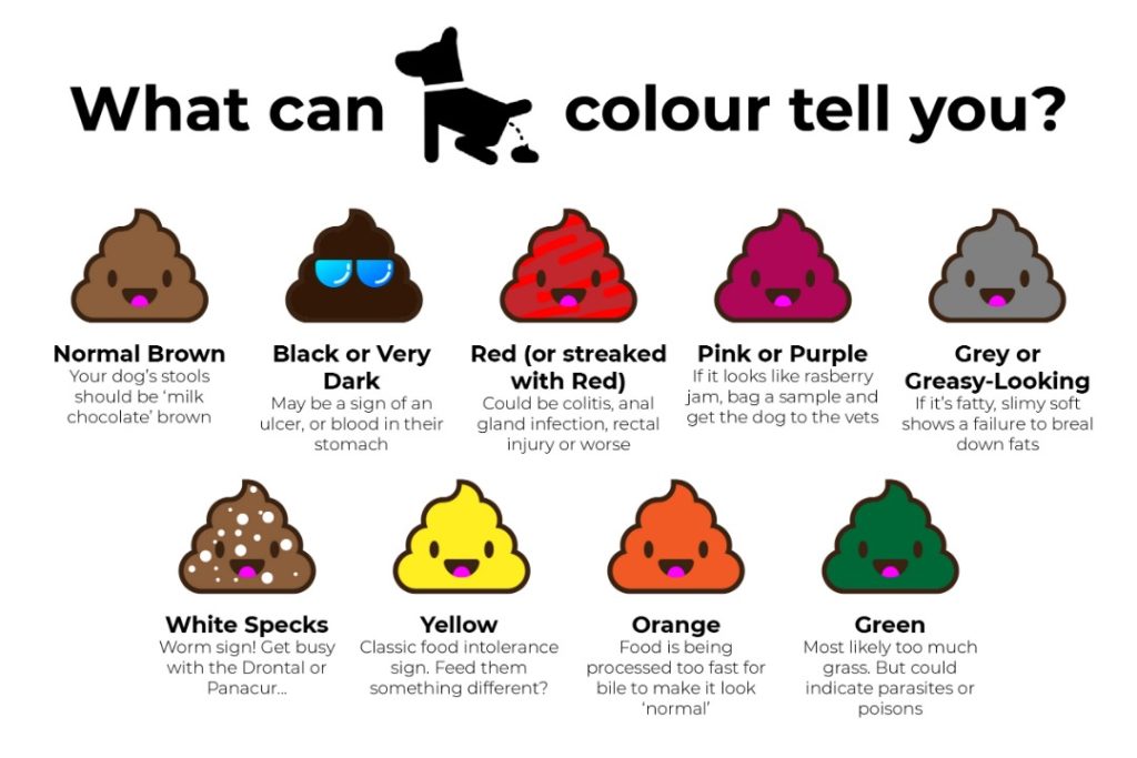 What Is Your Dog's Poop Telling You Based On Its Color And Texture ...