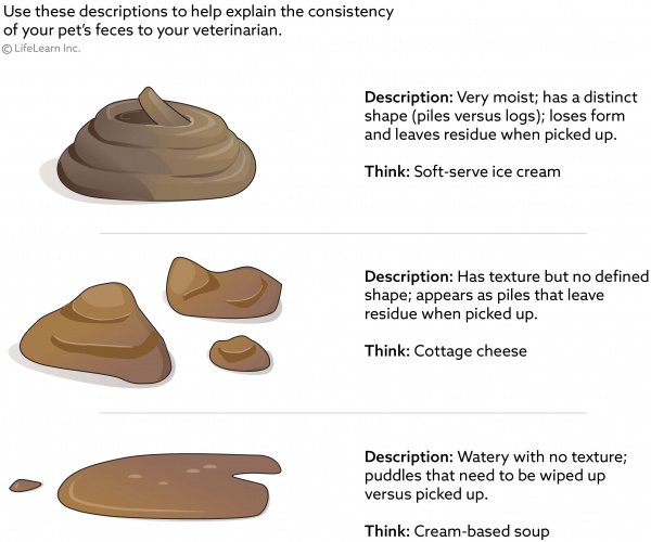 Is Your Cat Having Diarrhoea Take Note Of These The Important Dos