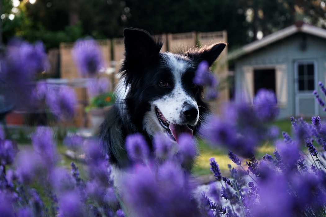 is valor essential oil safe for dogs