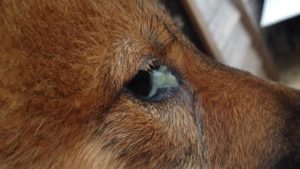 how do i get the gunk out of my dogs eyes