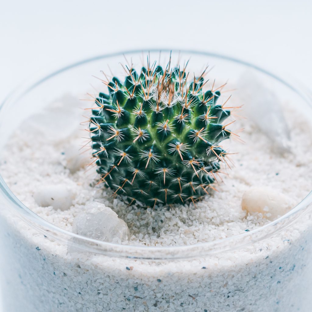 Non Pet-Friendly Succulents That Are Harmful And Poisonous ...