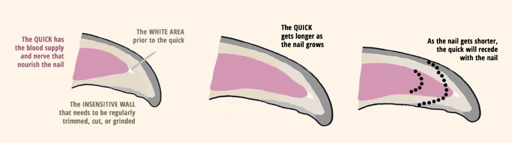 how to cut dog nails