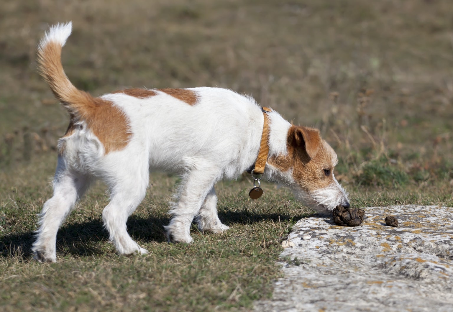 Help why is my dog is eating its own poop petchef healthy pet food