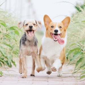 two dogs running next to each other with their tongues out