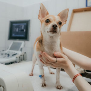 a small breed dog at the vet