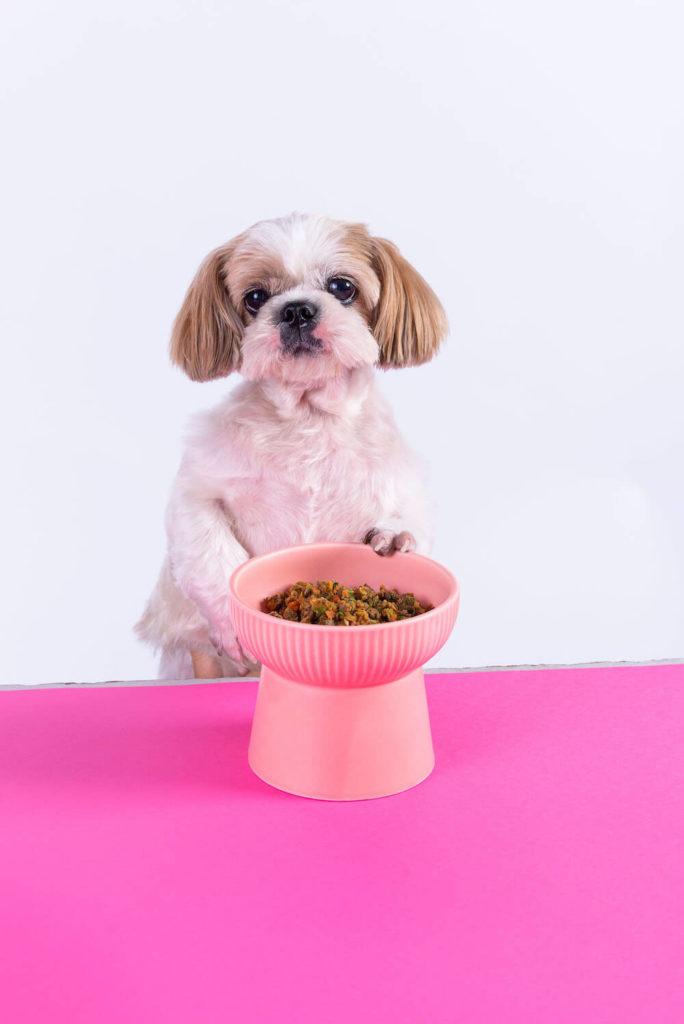 a dog sitting in front of a bowl of Petchef food containing healthy dog food recipes