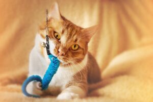 how to make your your own cat toys