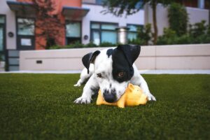 a teething puppy chewing on a rubber toy