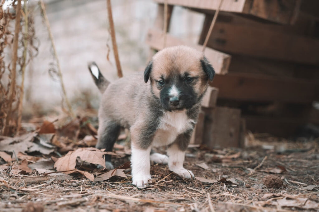 adopt a pet puppy instead of buying from the shop