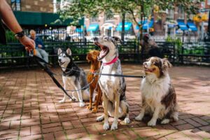 four dogs on a leash sitting on a sidewalk looking at someone