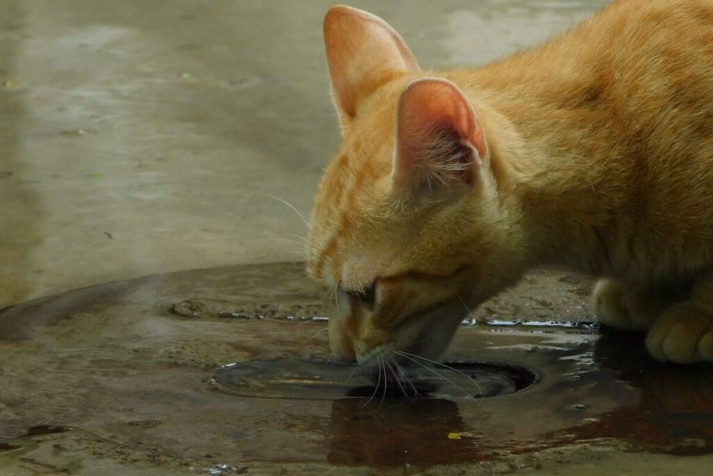 understanding how cat hydration works