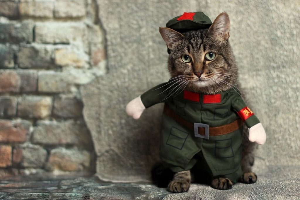 a cat in an army suit following recent pet trends