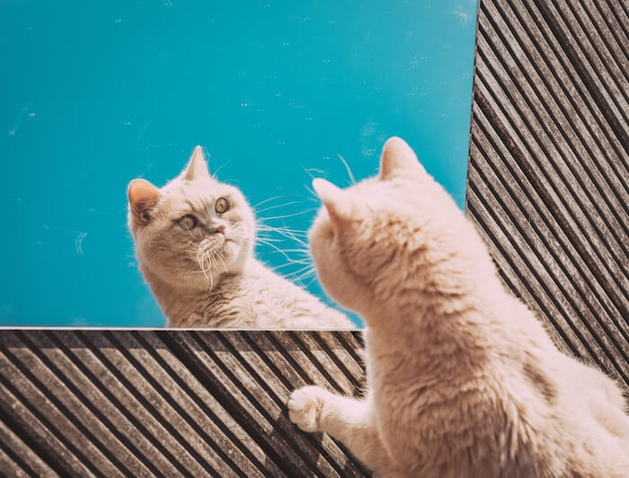 a cat looking at themselves in the mirror