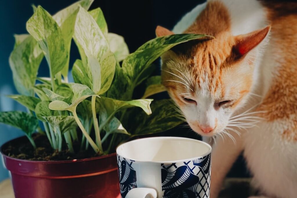 cat hydration, cat and cup of water, plant