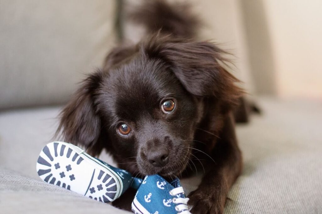 a little puppy chewing kid's shoes due to dog separation anxiety