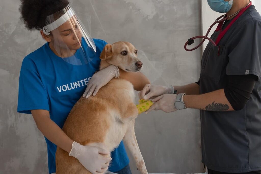 a volunteer is administering first aid for pets