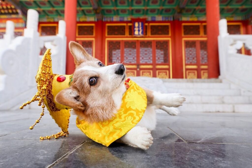 a cute corgi following the latest pet trends wearing a costume