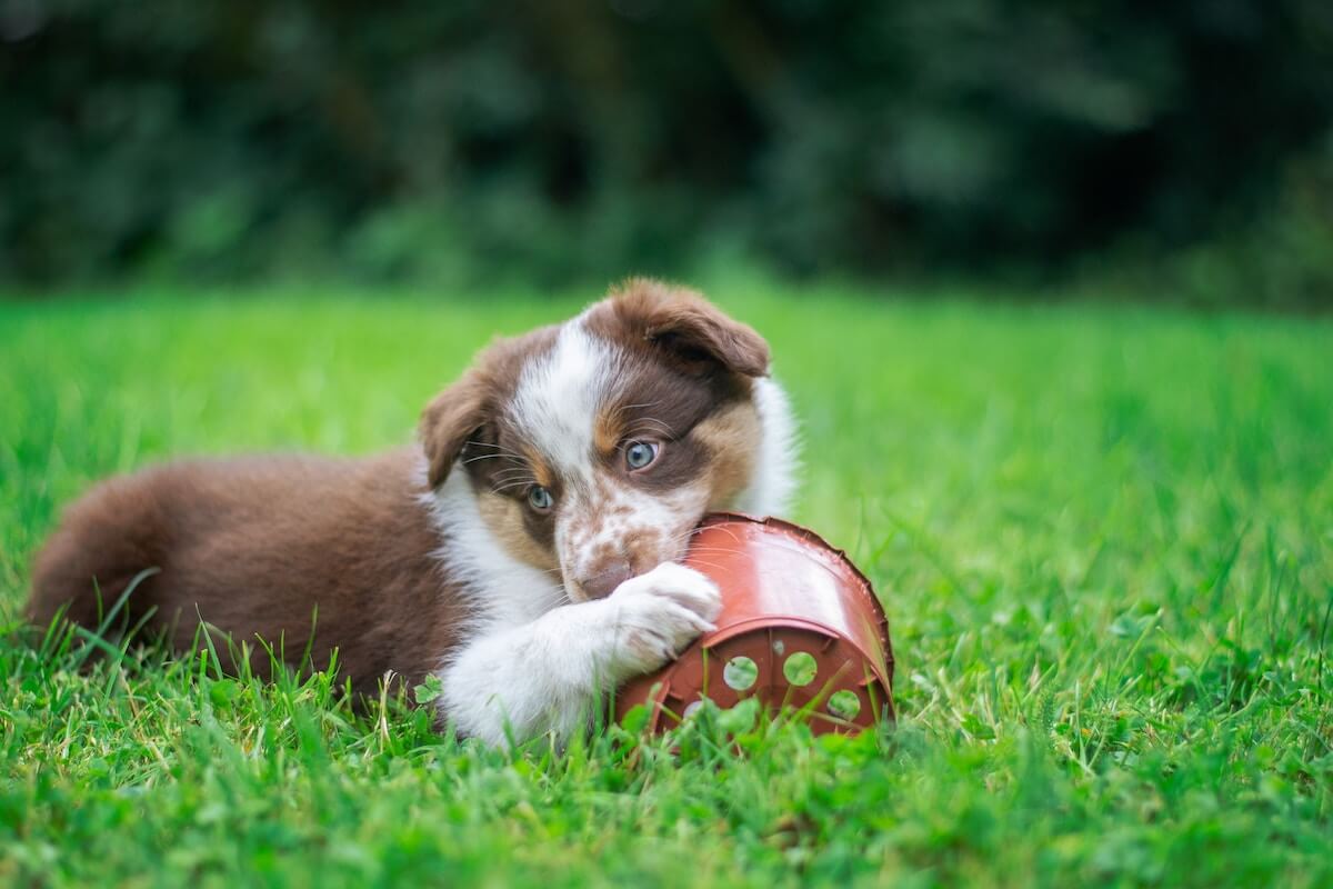 Here Are 5 Easy Dog Toys You Can Make At Home Petchef Healthy pet food