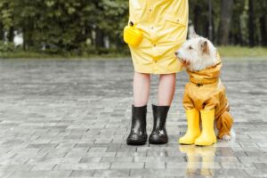 a doggo wearing a dog raincoat of yellow color