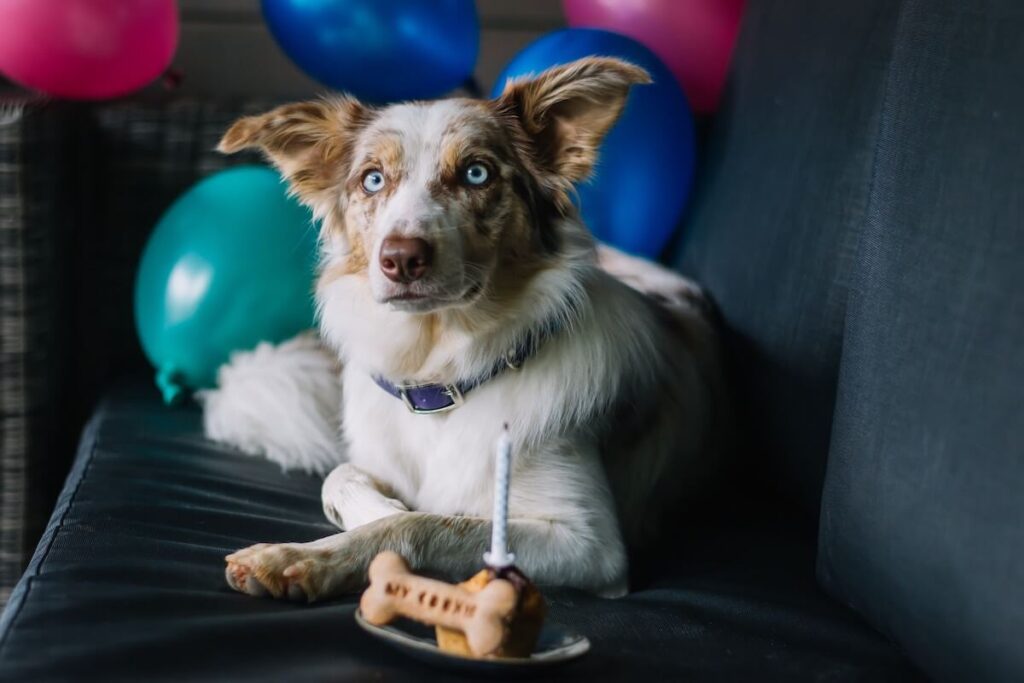 a dog sitting on a couch with a dog bone shaped dog cake in front of them