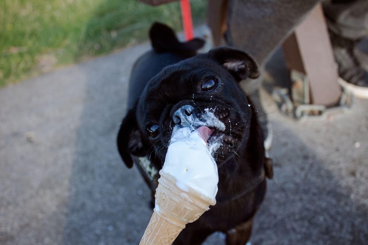 a black dog eating ice cream