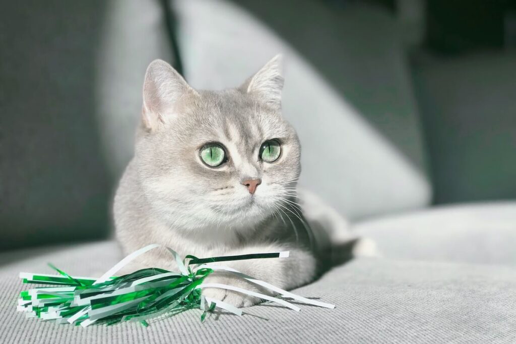 green eyed grey cat playing with a homemade cat toy