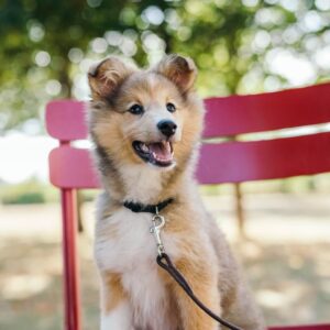 a happy looking dog sitting on a chair in a park