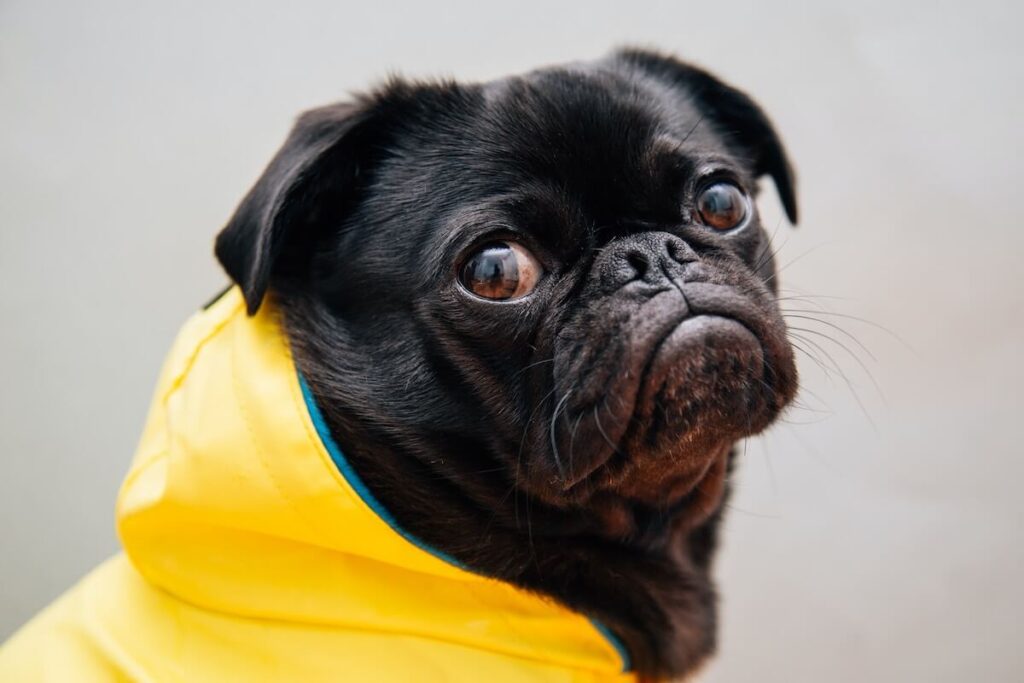 a pug in a dog raincoat