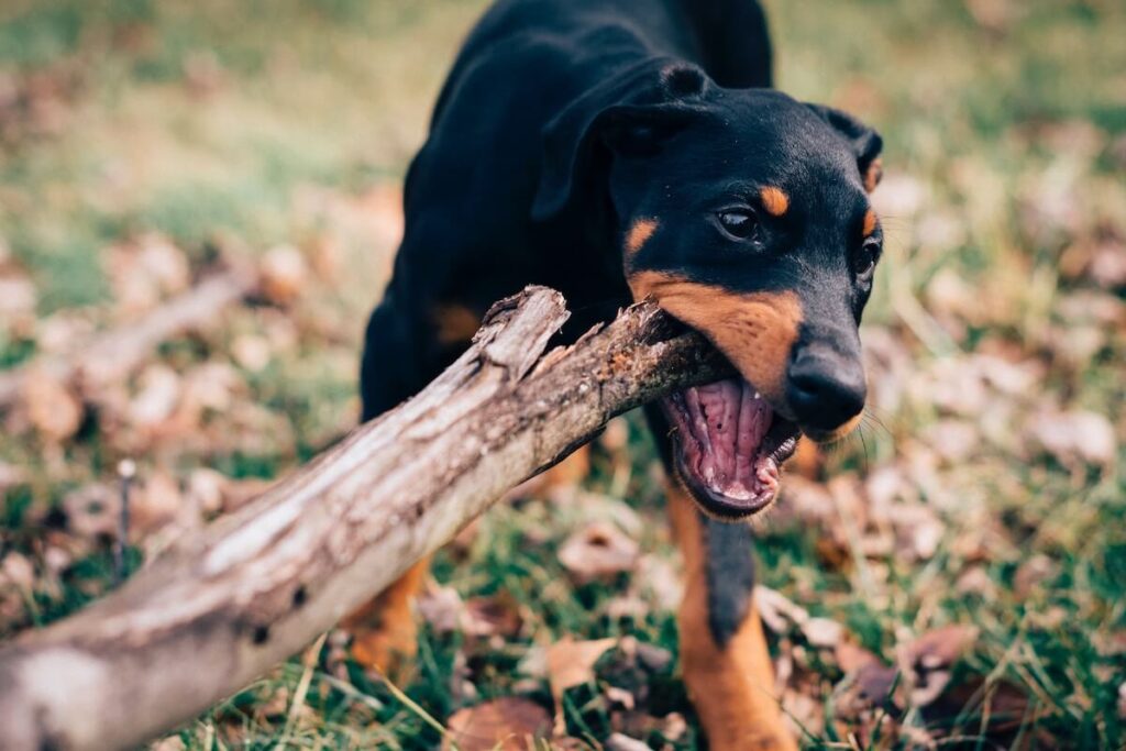 a teething puppy chewing on a wooden stick