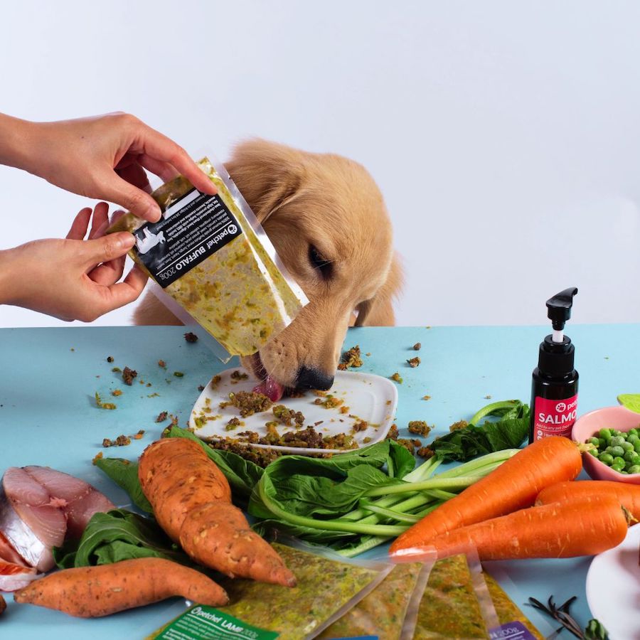 a dog eating homemade dog food by Petchef