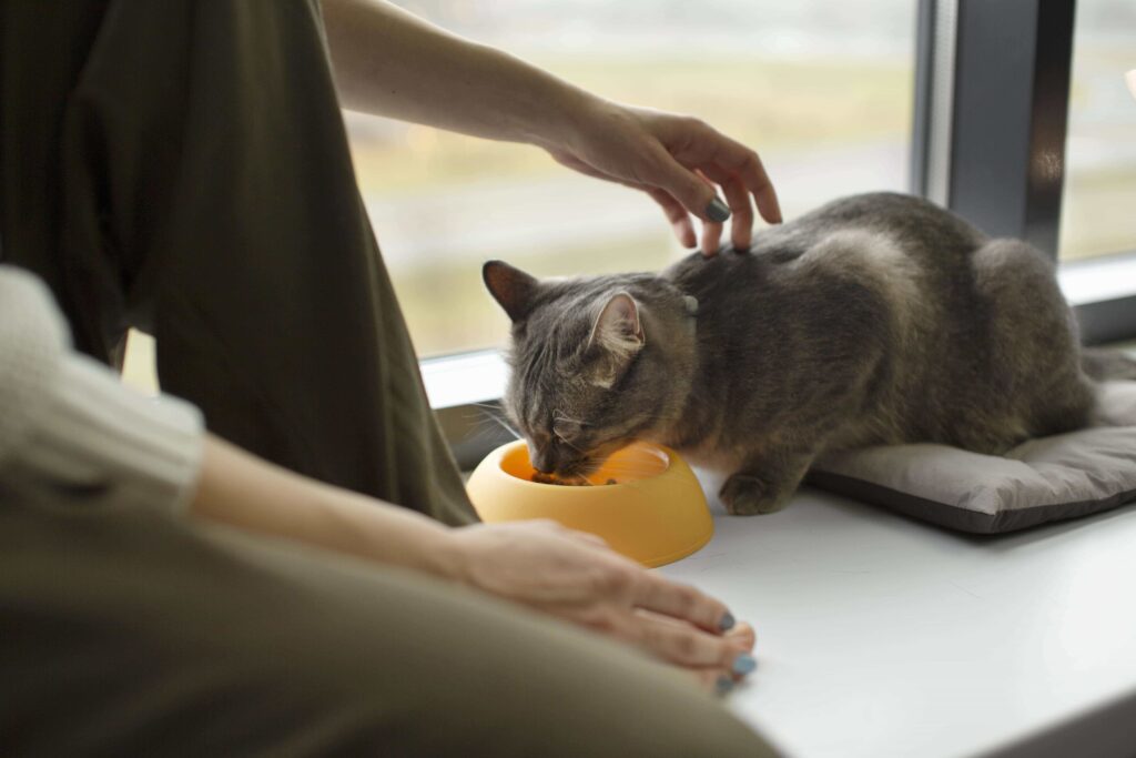 cat food allergies, feline health, pet care
