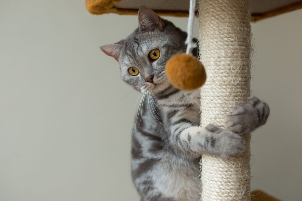 cat playtime, mental stimulation for cats, bored cats