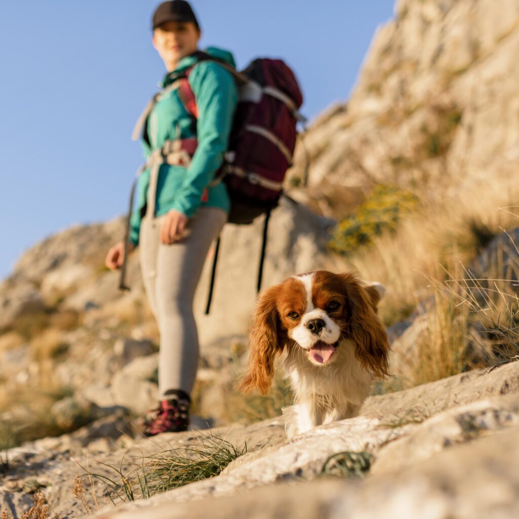 hiking with dogs, dog-friendly activities, outdoor adventures