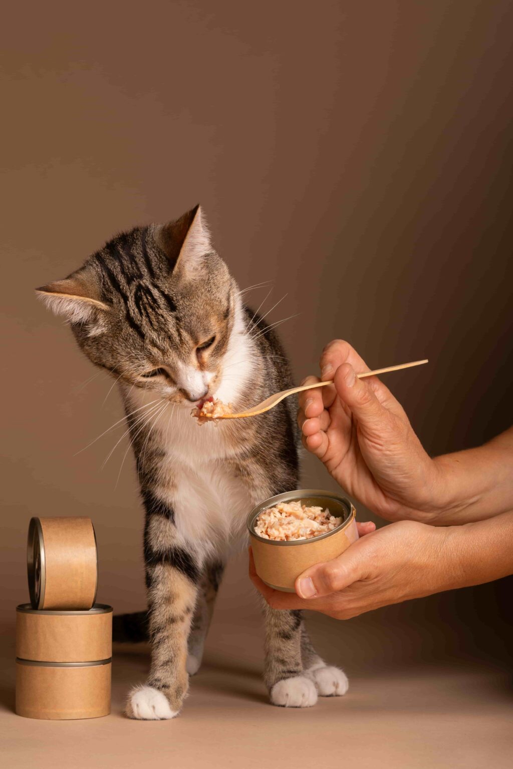 Decoding 4 Common Cat Food Allergies For a Healthier Cat Petchef