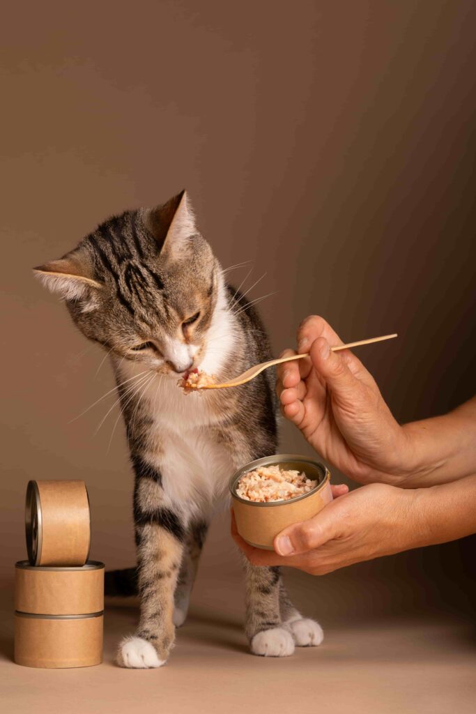 cat food allergies, feline health, pet care