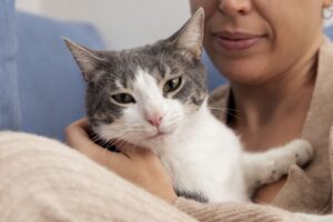 cat behavior, understanding cat communication, cat body language