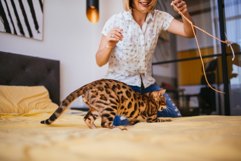 Catnip offers sensory stimulation and playfulness for cats