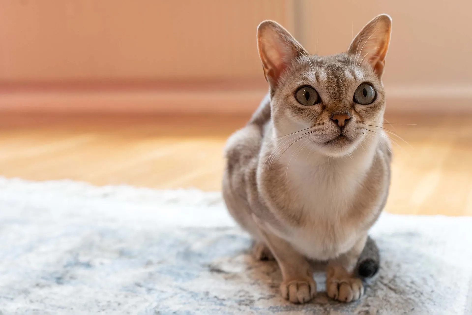 petchef_cats_the_singapura_2