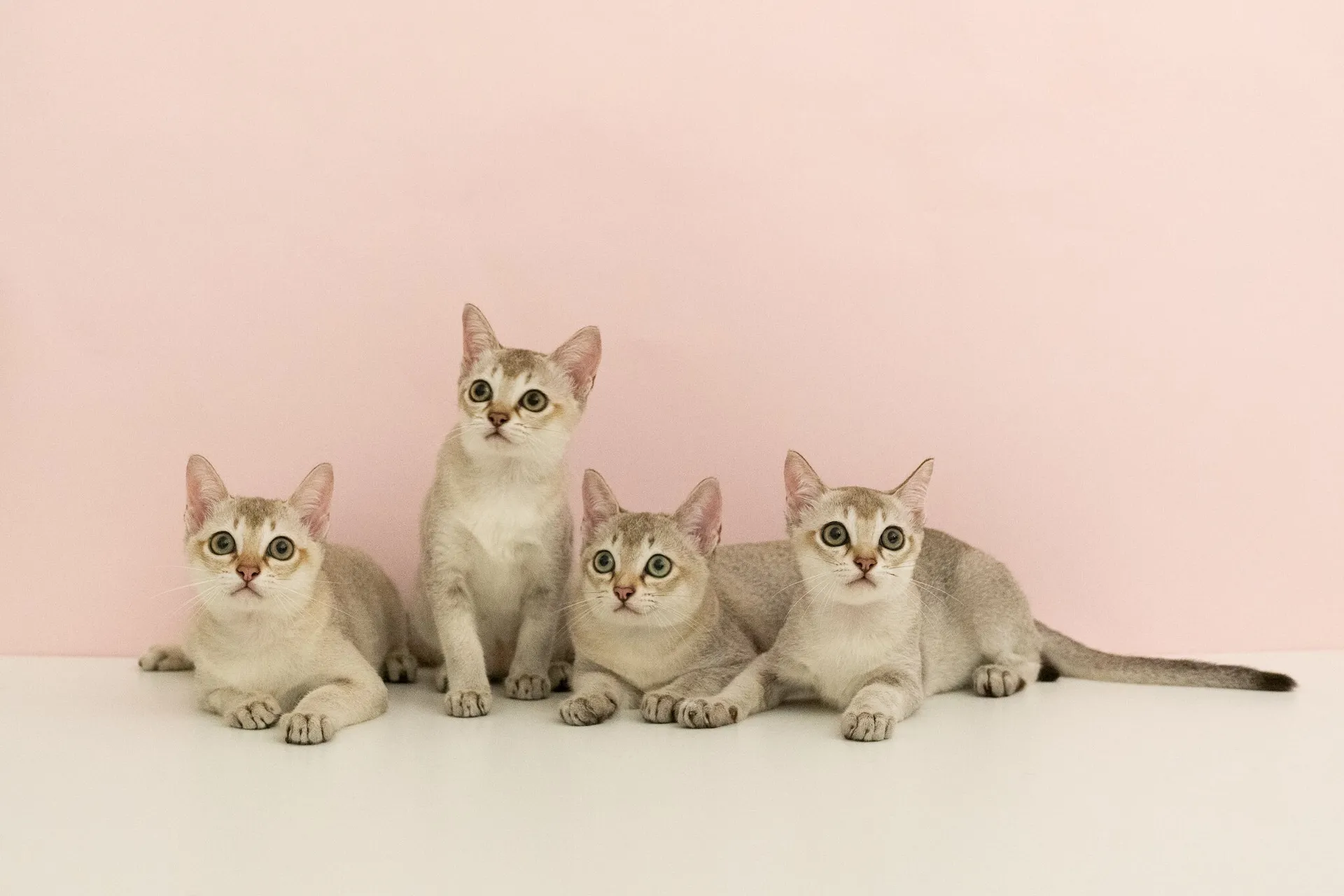 petchef_cats_the_singapura_3