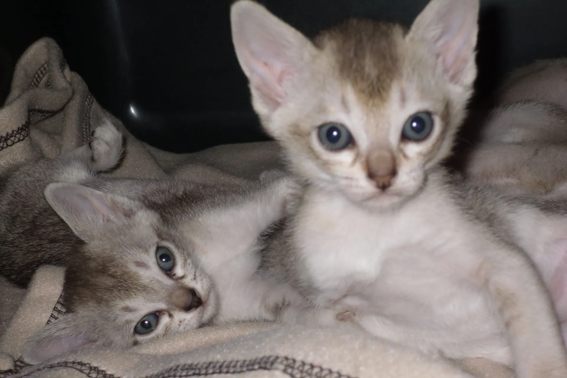 petchef_cats_the_singapura_5