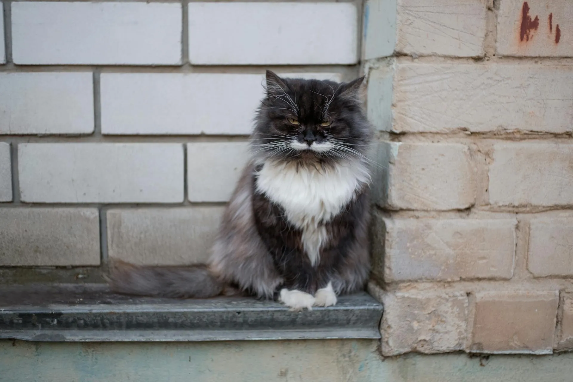 petchef_cats_persian_2