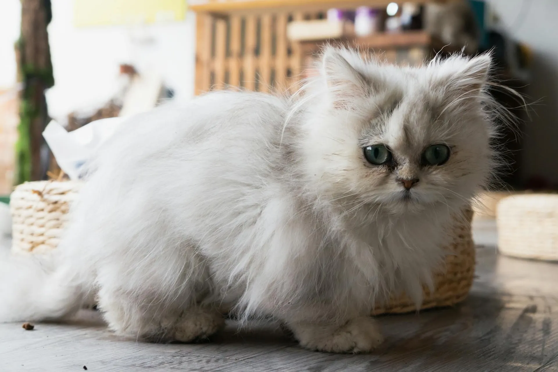 petchef_cats_persian_4