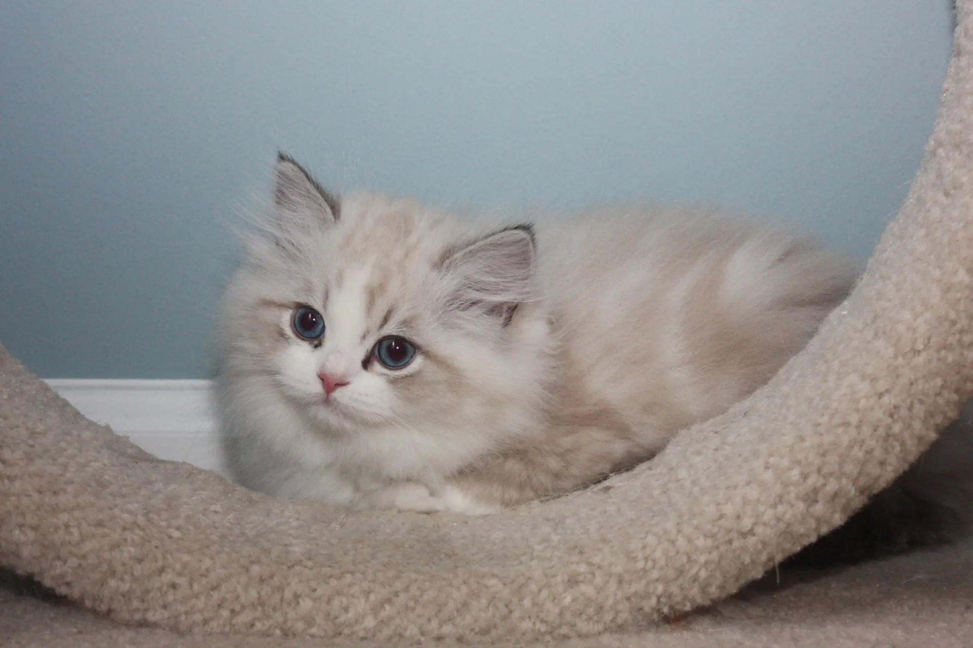 petchef_cats_ragamuffin_1