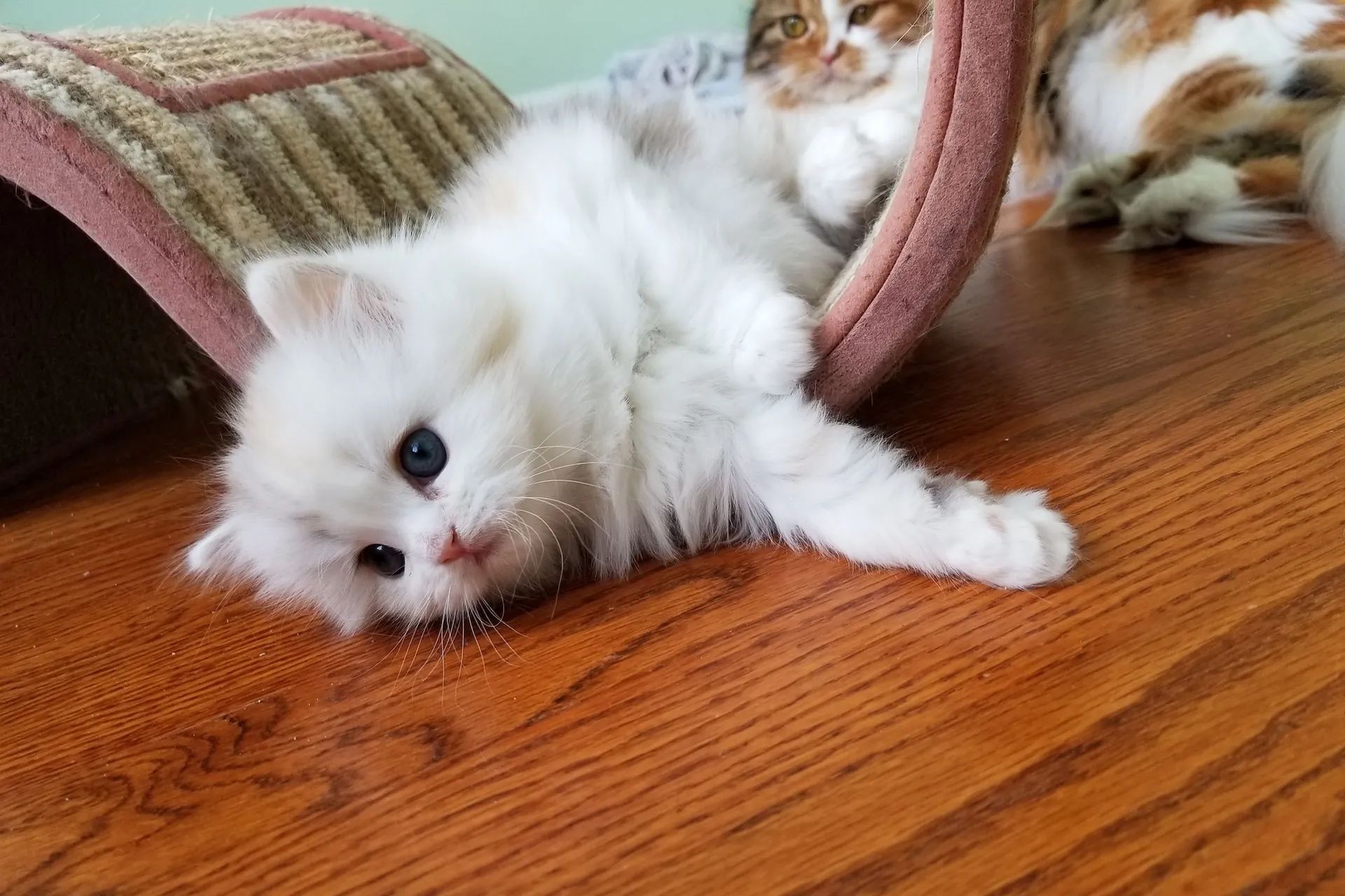 petchef_cats_ragamuffin_2