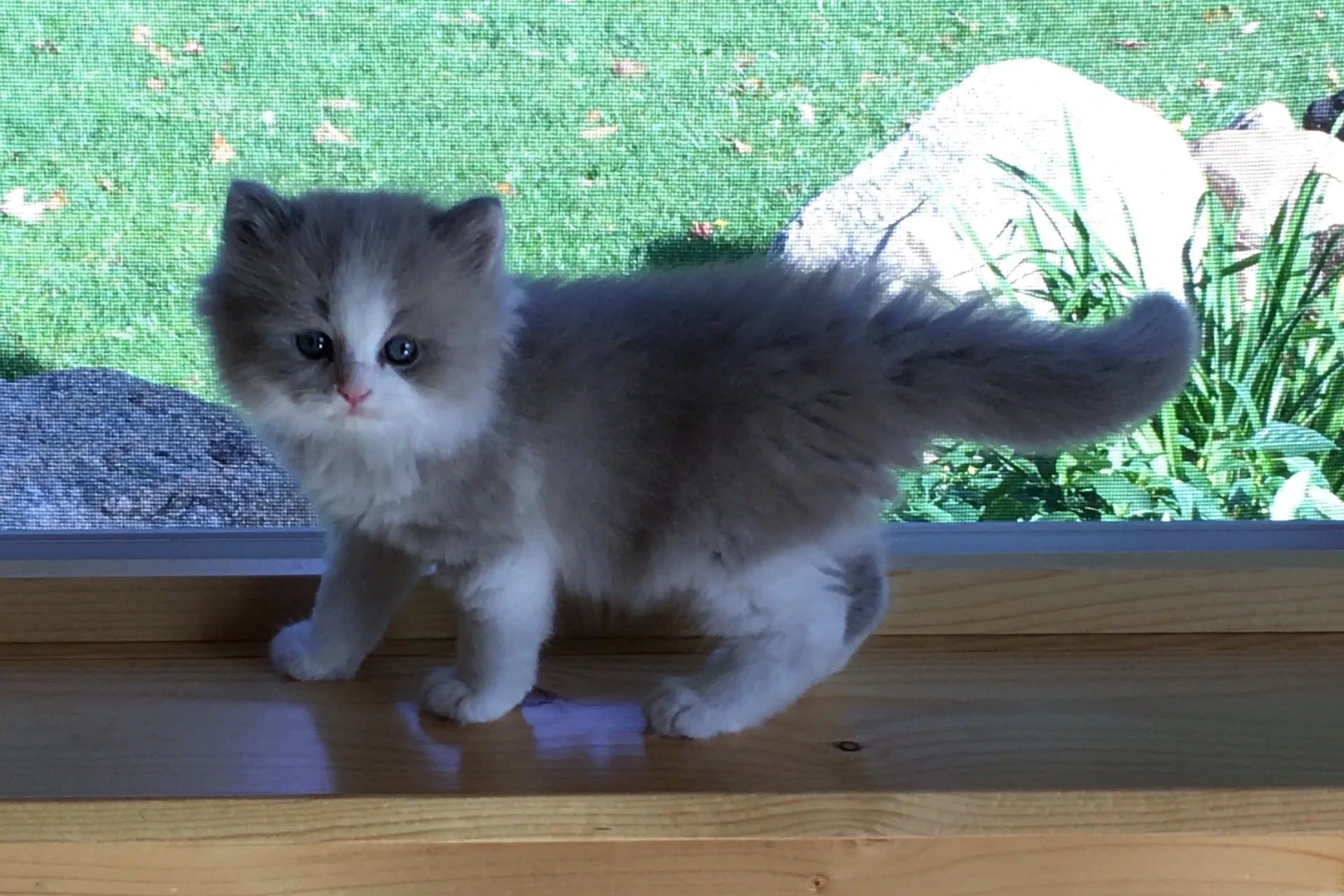 petchef_cats_ragamuffin_3