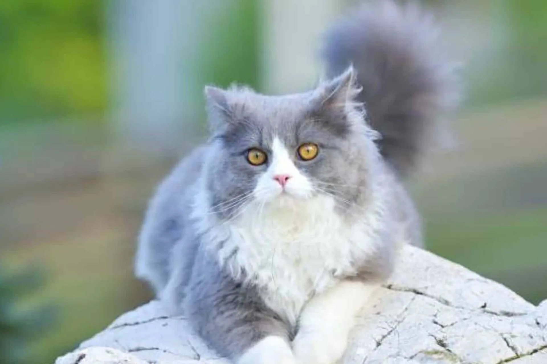 petchef_cats_ragamuffin_4