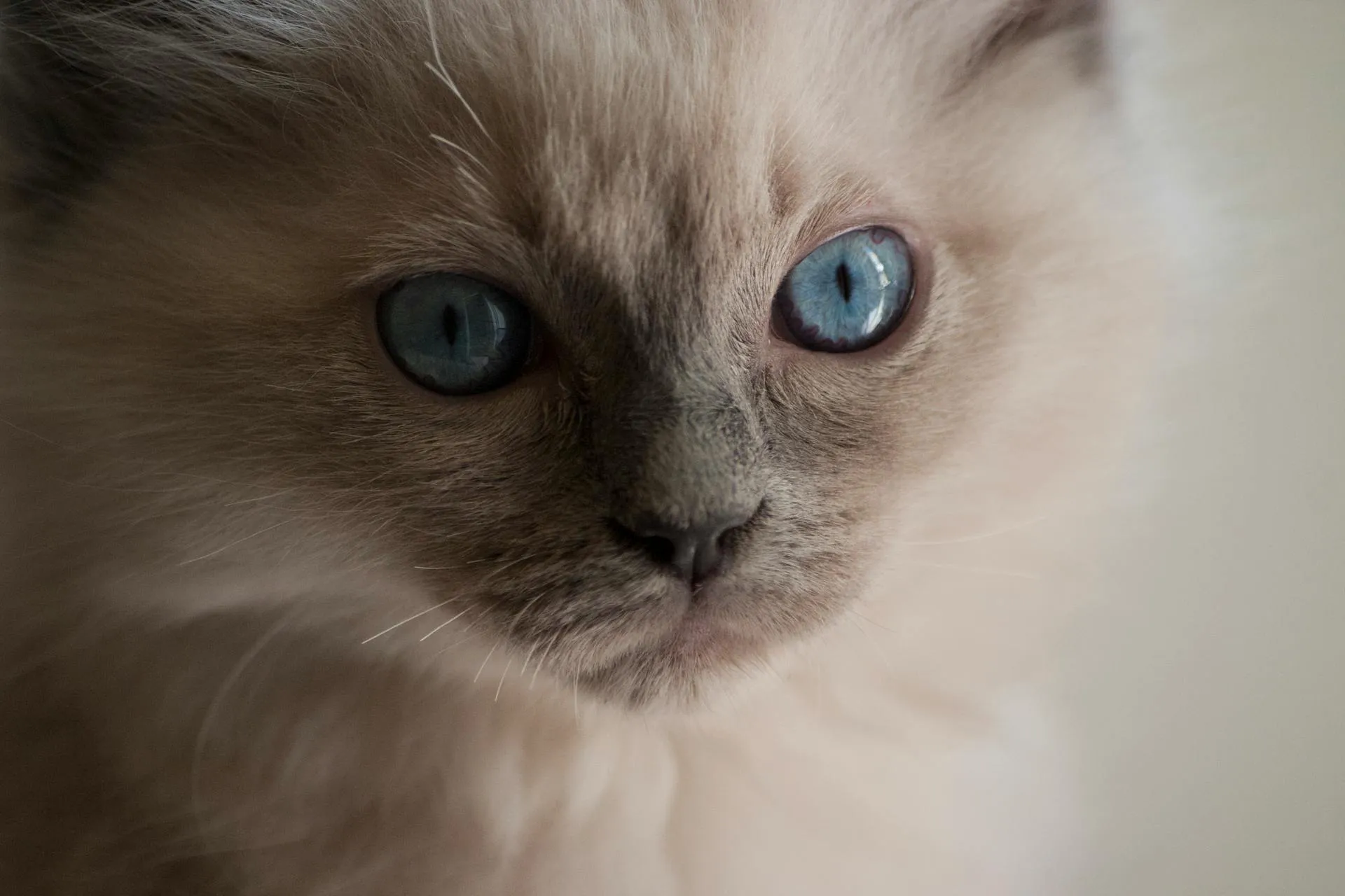 petchef_cats_ragdoll_1