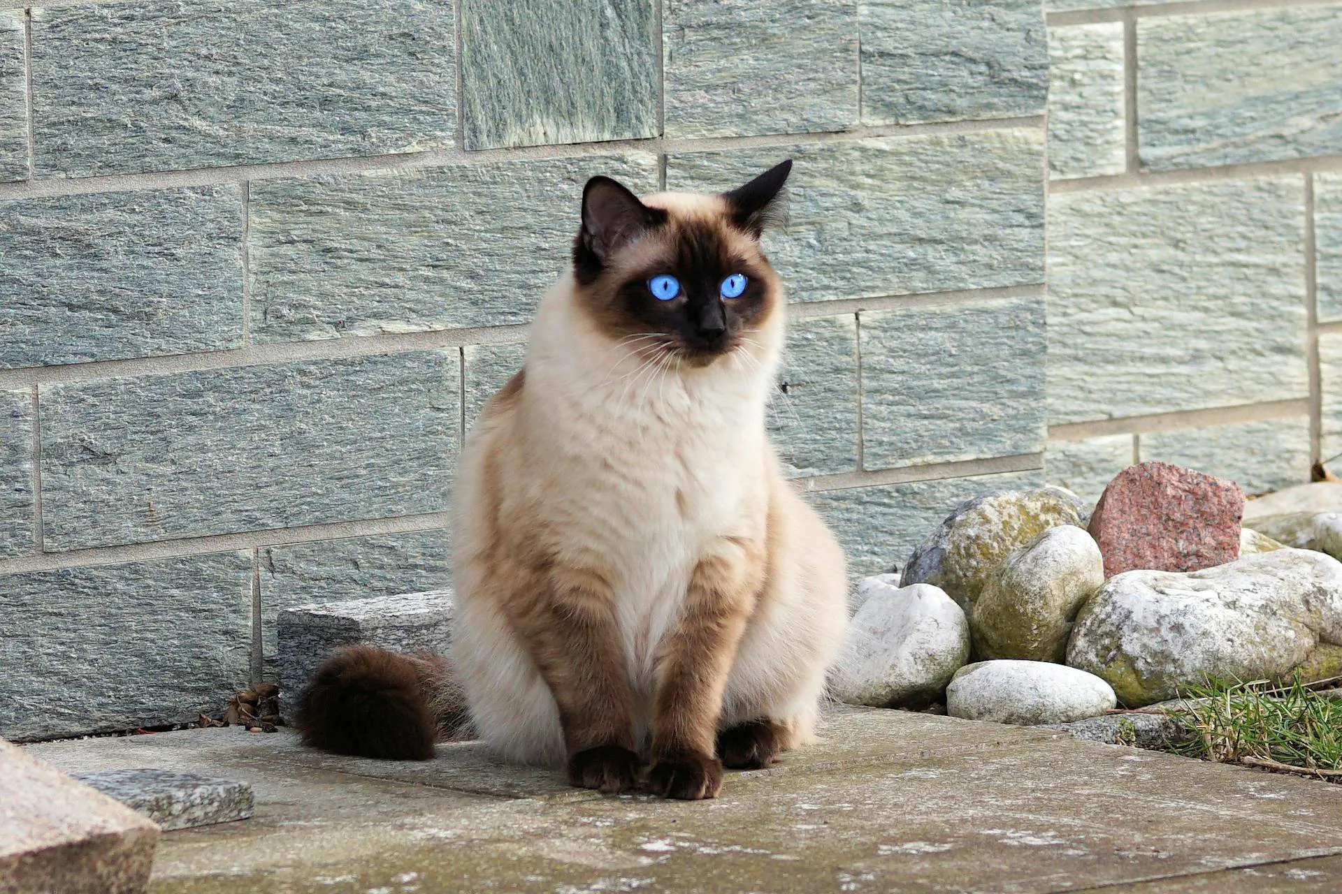 petchef_cats_ragdoll_2