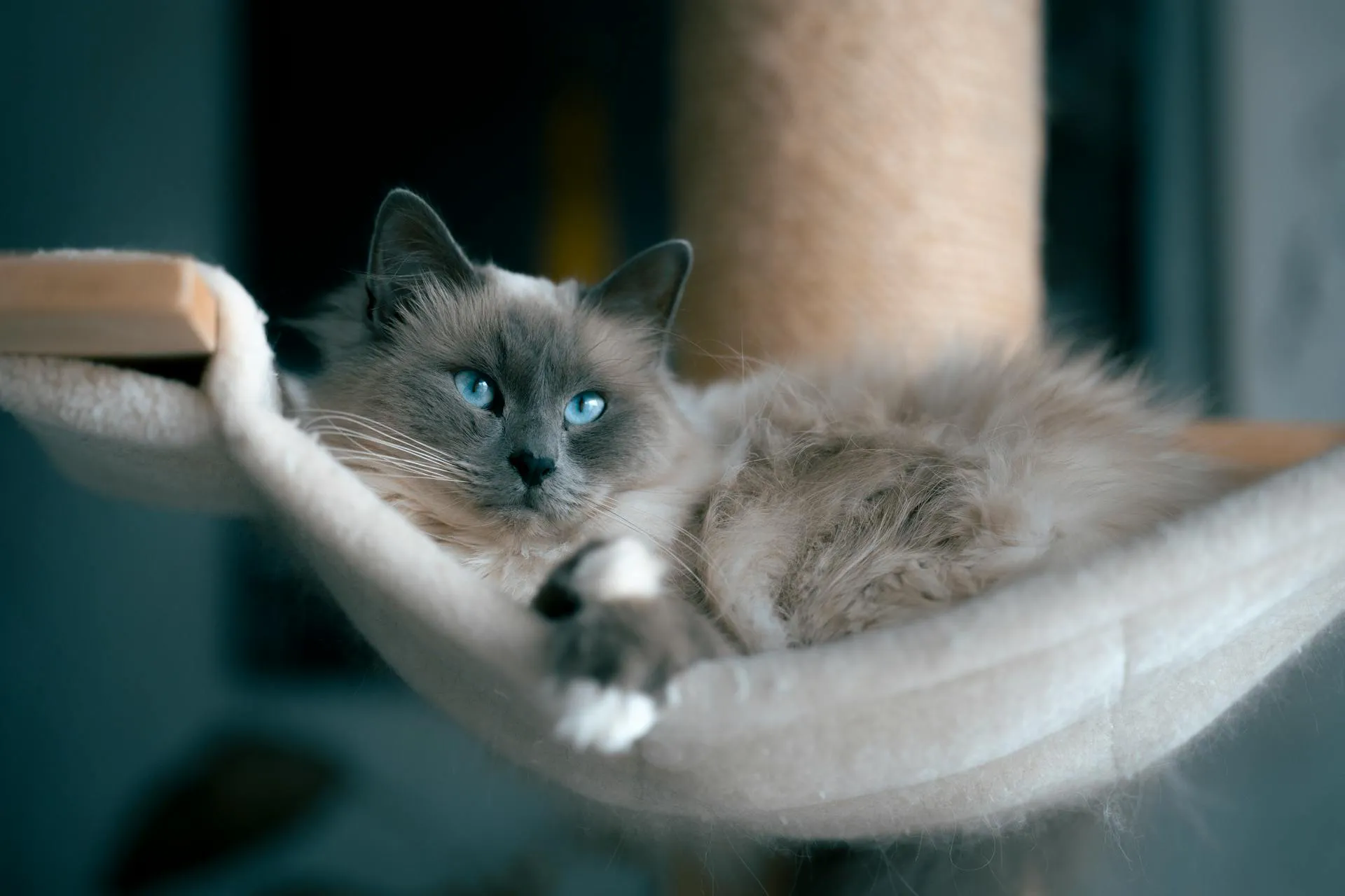 petchef_cats_ragdoll_3